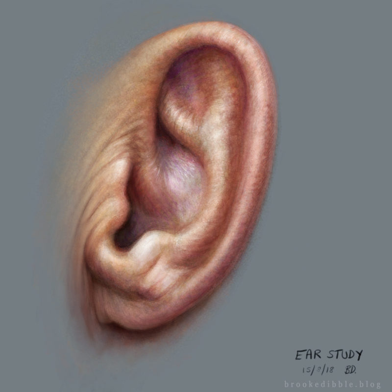 Ear sketch study