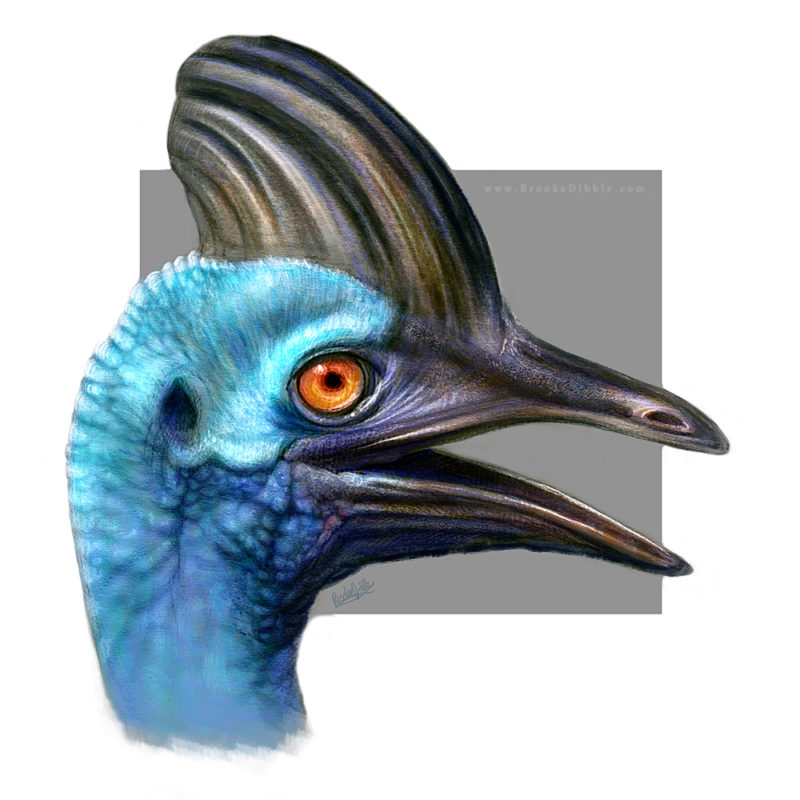 Cassowary sketch study April 17