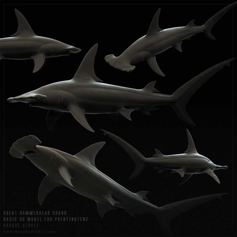 Great Hammerhead Shark | 2016 | Simple 3D model for a client to be CNC/printed for further physical work for a display