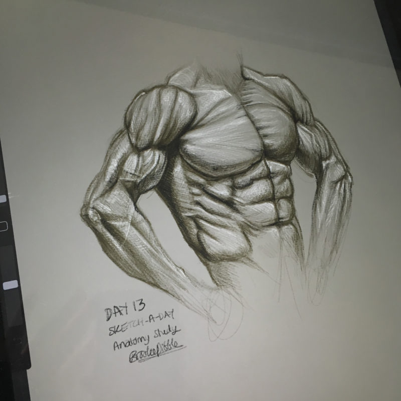 Torso study sketch