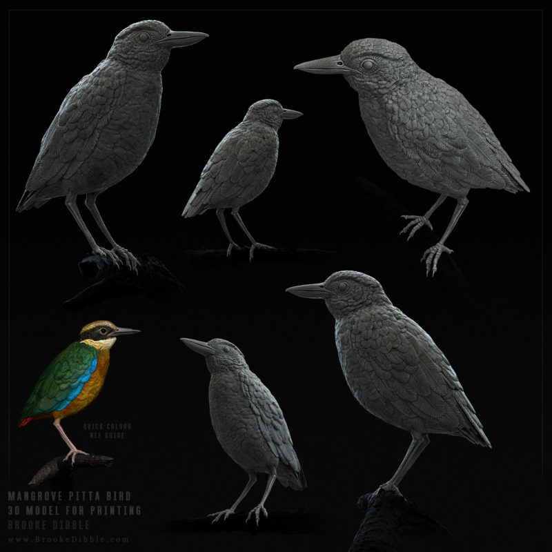 Mangrove pitta bird sculpt for a client | 2016 | These were 3D printed, cleaned up and painted for a display. Sculpted in Zbrush (paint ref also in ZBrush) and rendered in Keyshot. Many thanks to the client for permission to post.