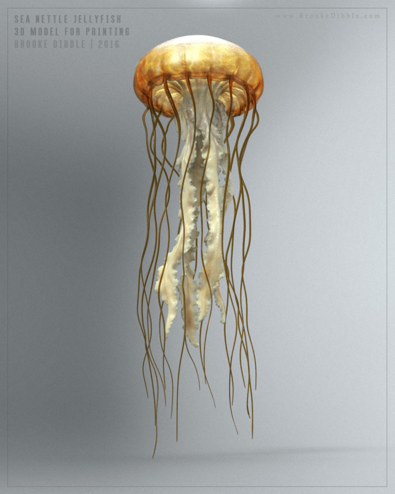 2016 | Sea Nettle Jellyfish | 3D model for printing